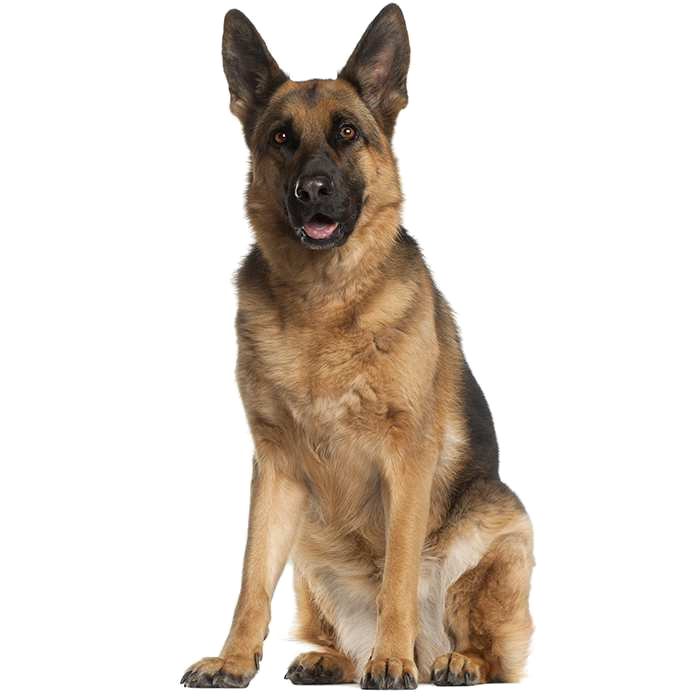 Rex